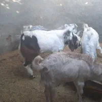 کهره نر چاق بز میش