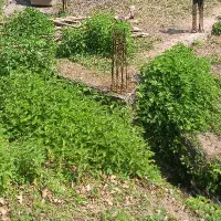 ۴۵۰ متر سند دار باپروانه ساخت۲۰۰ متری روستای دیورش|فروش زمین و ملک کلنگی|رودبار, |دیوار