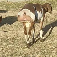 قوچ چینی|حیوانات مزرعه|مرودشت, ابوذر جنوبی|دیوار