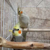 یه جفت عروس هلندی نر و ماده