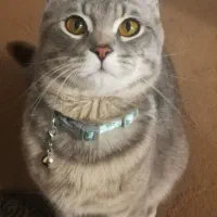 واگذاری گربه اسکاتیش