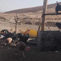 بغلمون محلی|حیوانات مزرعه|تربت جام, میان جام|دیوار