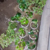 حسن یوسف ..عروس..قاشقی|گل و گیاه طبیعی|ایذه, |دیوار