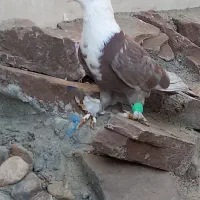 کلاغ کربلایی پرشی سفید آلمانی|پرنده|قوچان, |دیوار