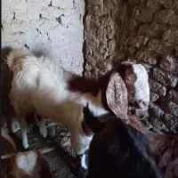 گوسفنده فروشی