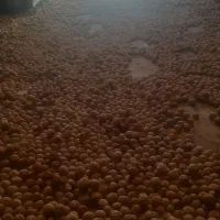 گردی سفید و درشت ونایی قیمت توافقی|عمدهفروشی|اشترینان, |دیوار