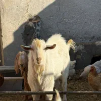 نر بز نژاد ثانن سن 11 ماهه|حیوانات مزرعه|گناباد, |دیوار