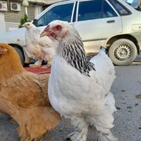 مرغ و خروس برهماه امپراطور|حیوانات مزرعه|گرگان, |دیوار