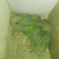 جوجه کوتوله