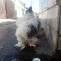 مرغ وخروس برهما