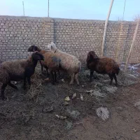 میش وبره|حیوانات مزرعه|طاغنکوه, |دیوار