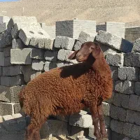 ۱راس بره ماده افشار جنس درجه یک قیمت یک بره  شیری