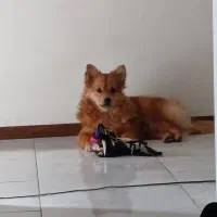 سگ پامرانین