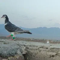 کبوتر هوایی