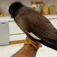 میناسخن گو|پرنده|مهران (ایلام), |دیوار