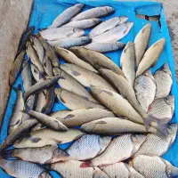 ماهی جیغاتی