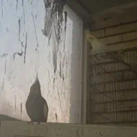 عروس هلندی مست