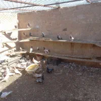 کفتر|پرنده|کاشمر, |دیوار