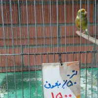 قناری نر وماده|پرنده|خمینی‌شهر, |دیوار