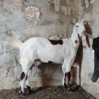 بز نجدی|حیوانات مزرعه|امیدیه, |دیوار