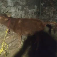 به دلیل نیاز مالی ماده|حیوانات مزرعه|چهاردانگه (آذربایجان), |دیوار