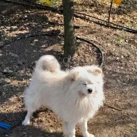 سگ پاکوتاه پامرانیان|سگ|قائم‌شهر, |دیوار