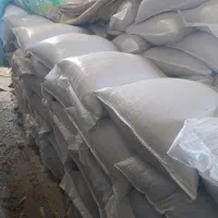 گندم بذری