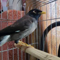 مینا|پرنده|بندرعباس, |دیوار