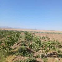 2000مترباغ-پسته-نیم-ساعت-آب-از-چاه-عمیق-به-گردش-6