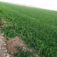 پرس یونجه چین سوم