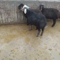 بره نر درجه ۱