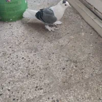 گلی سبز نر|پرنده|تربتحیدریه, باغ سلطانی|دیوار