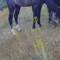 اسب نریان|اسب و تجهیزات اسب‌سواری|سیلوانه, |دیوار