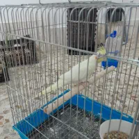 عروس هلندی. قناری|پرنده|تیران, |دیوار