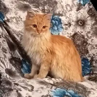 گربه پرشین عروسکی