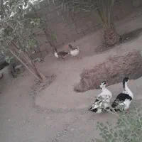 غاز و اردک