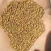 بذریونجه بغدادی دستگیر|خدمات باغبانی و درختکاری|اهواز, زرگان|دیوار
