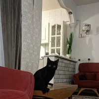 واگذاری گربه|گربه|تهران, شهرک طالقانی|دیوار