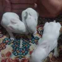 خرگوش اهلی یک ماهه سالم رنگهای زیبا|موش و خرگوش|گرگان, |دیوار