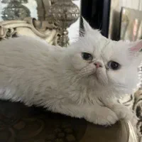 گربه پرشین سوپرفلت اصل|گربه|ارومیه, |دیوار