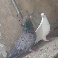 سار هفرنگ چینگ ریز و یه جفت ساده|پرنده|نیشابور, شهید جعفری|دیوار