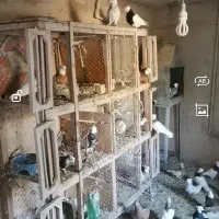 کبوتر طوقی|پرنده|کوهسرخ, |دیوار