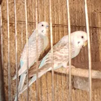 مرغ عشق جفتی|پرنده|مرودشت, بیست متری بیمارستان|دیوار