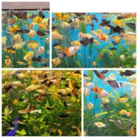 انواع ماهی گیاه خوار