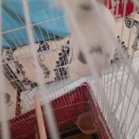 عروس هلندی|پرنده|تهران, ارجمندی راد|دیوار