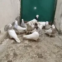 کبوتر طوقی ۶ دانگ|پرنده|شهریار, شهریار|دیوار