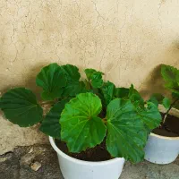 حسن یوسف ..عروس..قاشقی|گل و گیاه طبیعی|ایذه, |دیوار