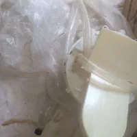 شیردوش