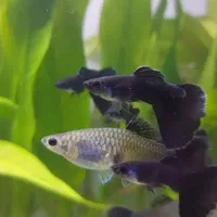 ماهی گوپی مولی و....