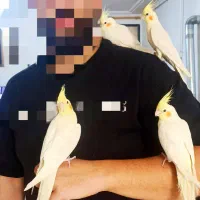 عروس هلندی فول دستی|پرنده|ابهر, |دیوار